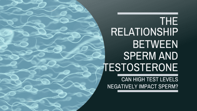 relationship between sperm and testosterone